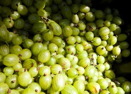 gooseberry juice bald hair