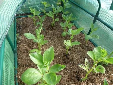 braod beans growing in a coldframe