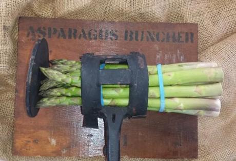 asparagus buncher