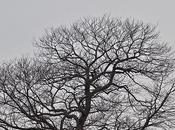 Maplewood, Tree, Orientation, Bridge Tree