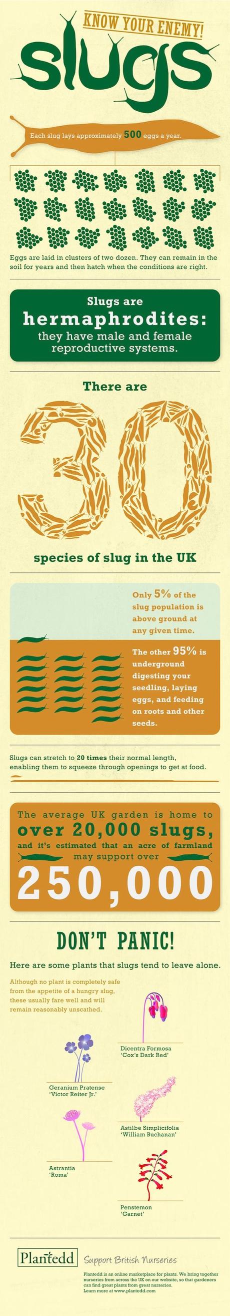 Slug infographic