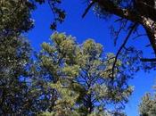 Sustainable Forestry Sustainable?