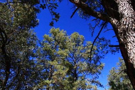 Is Sustainable Forestry Sustainable?