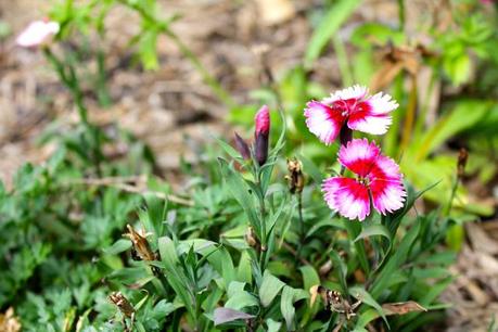 Edible flowers. 