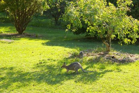 The locals hanging out in the Orchard. 