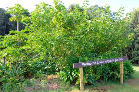 The organic garden produces up to 80 per cent of the greens and vegetables used by the kitchen. 