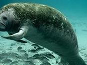 Demand Sanctuary Florida Manatees! Defenders Wildlife