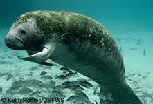 Demand Sanctuary for Florida Manatees! – Defenders of Wildlife