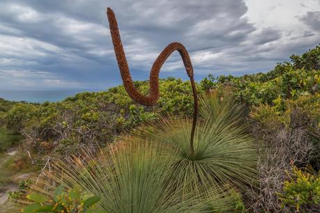 grass tree with bent flower spike