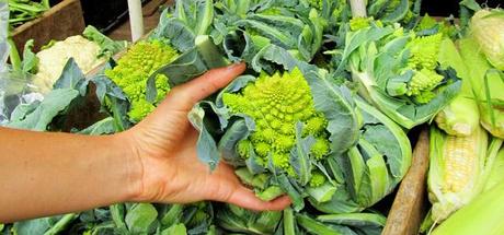 Picking-colorful-cauliflowers