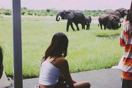 Watching the elephants play