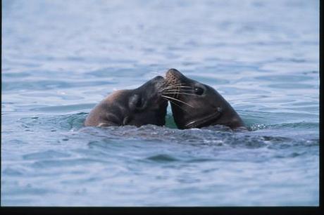 Something Serious to Protest