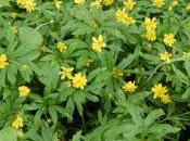 Anemone Ranunculoides ‘Pleniflora’