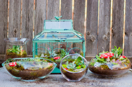 DIY terrarium