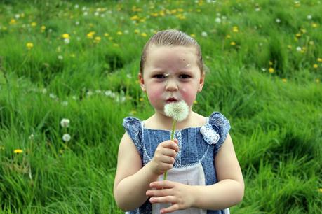 Dandelions