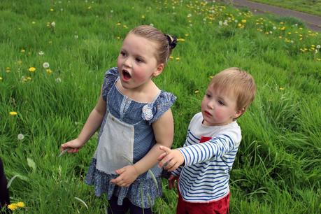 Dandelions