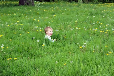 Dandelions