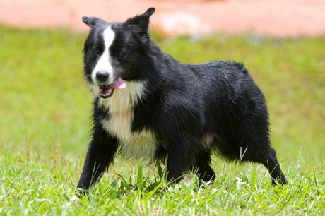 Photos: Nature dogs