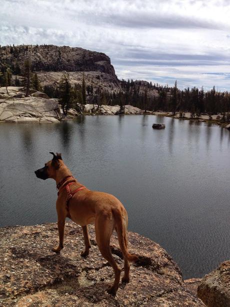 Photos: Nature dogs