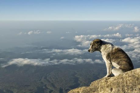 Photos: Nature dogs