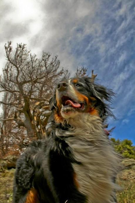 Photos: Nature dogs