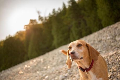 Photos: Nature dogs