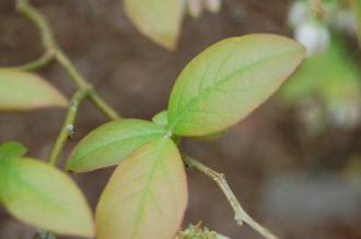 Vaccinium corymbosum Leaf (19/04/2014, Kew Gardens, London)