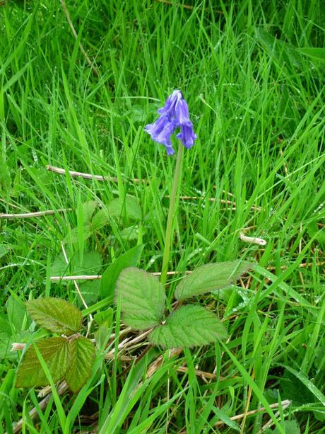 Our Own Bluebell Woods