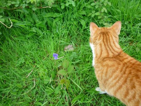 Our Own Bluebell Woods