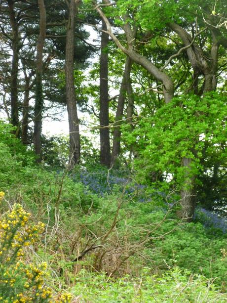 Our Own Bluebell Woods