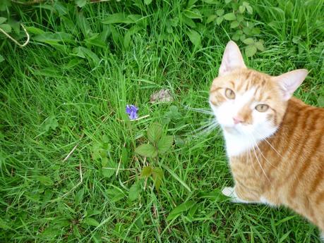 Our Own Bluebell Woods