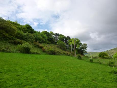 Our Own Bluebell Woods