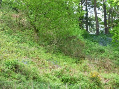 Our Own Bluebell Woods