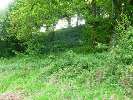 Our Own Bluebell Woods