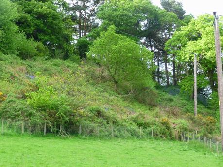Our Own Bluebell Woods