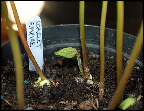 What's wrong with my beans?