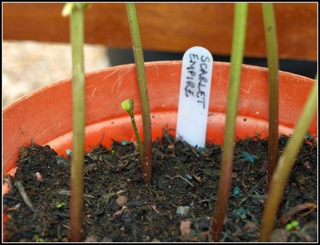 What's wrong with my beans?