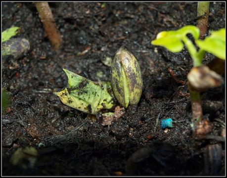 What's wrong with my beans?