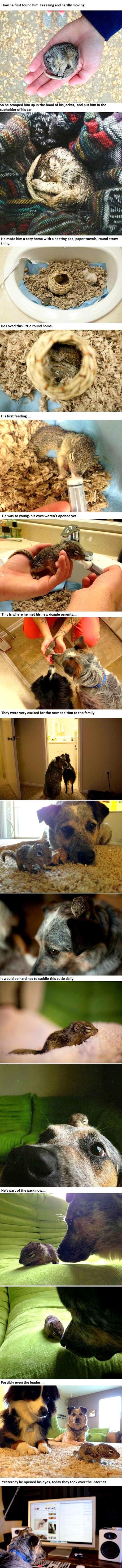 4.25.14 - Family Dogs Adopt Orphaned Baby Squirrel2