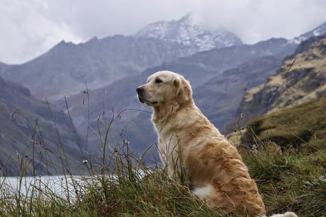 Safe summer hiking with your dog