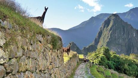 Machu Picchu Llamas 