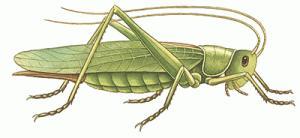 Grasshopper