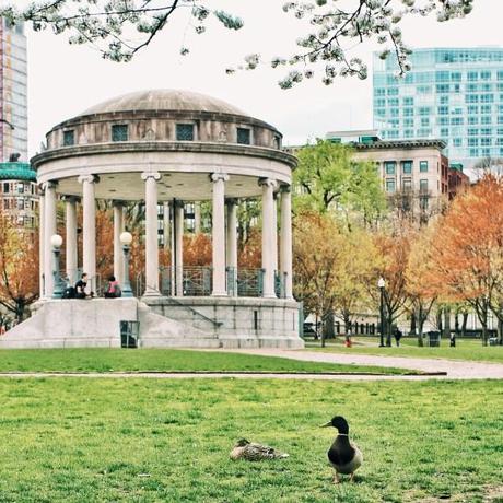 Two ducks enjoy a quiet day at the Parkman Bandstand on Boston Common. On Sunday, May 11 they will be joined by hundreds of people who will be on hand to celebrate Duckling Day. 