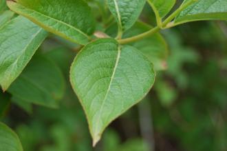 Weigela florida Leaf (19/04/2014, Kew Gardens, London)