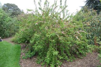 Weigela florida (19/04/2014, Kew Gardens, London)