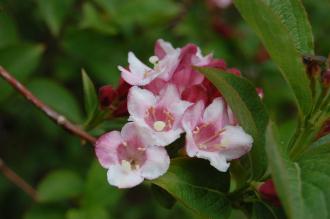 Weigela florida Flower (19/04/2014, Kew Gardens, London)