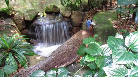 Jurong Bird Park, a must for every bird watcher