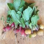 Radishes fresh from Plot Twentynine