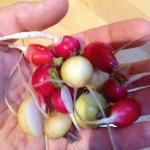 PULLING COLOURFUL RADISHES