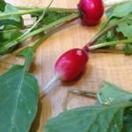 Radish French Breakfast